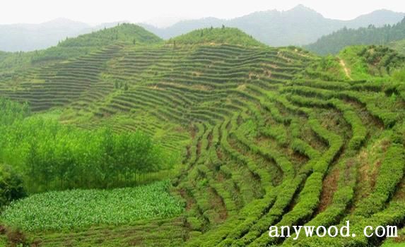 批木网 anywood.com