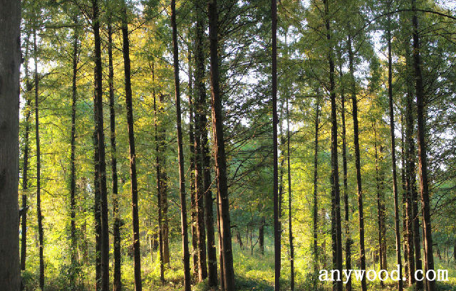 批木网 anywood.com