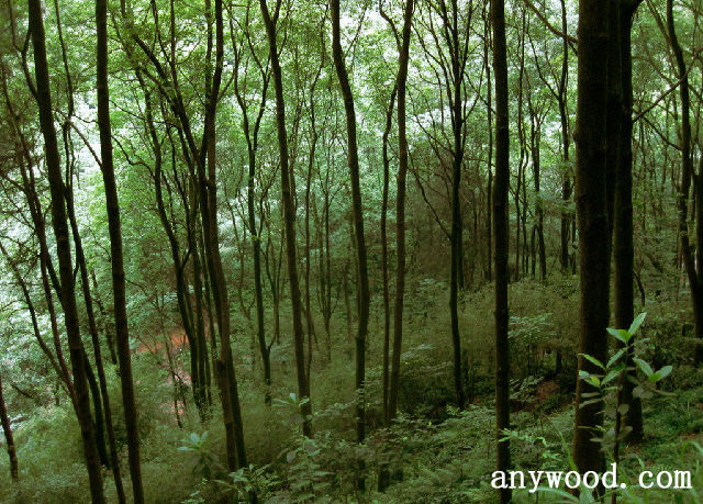 批木网 anywood.com