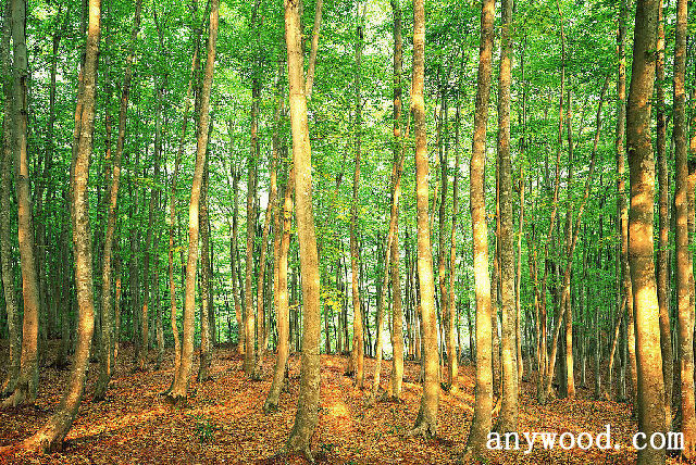 批木网 anywood.com