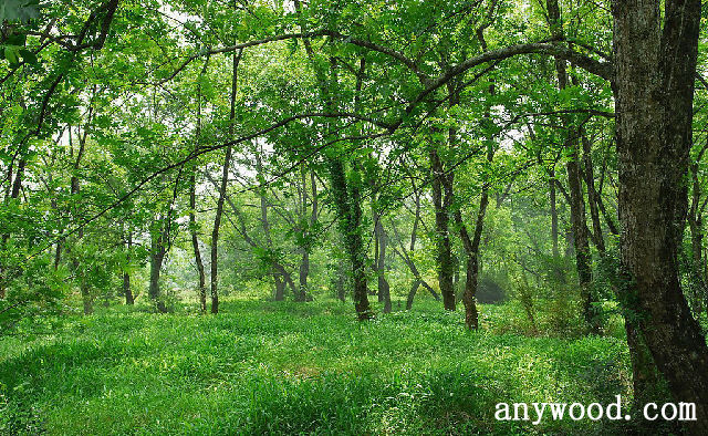 批木网 anywood.com