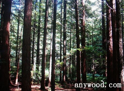 批木网 anywood.com