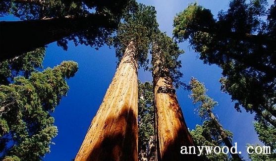 批木网 anywood.com