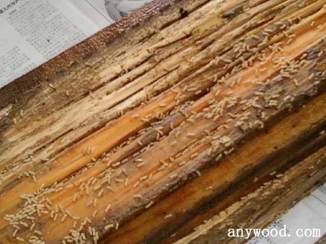 批木网 anywood.com