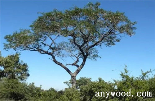 批木网 anywood.com