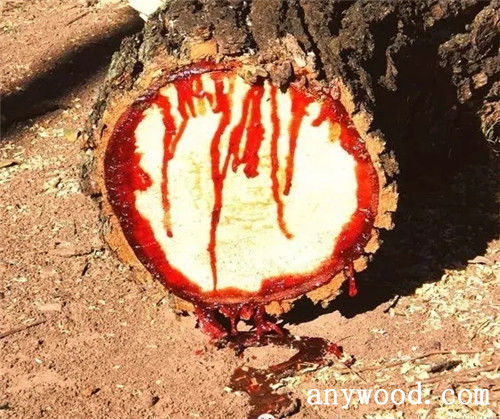 批木网 anywood.com