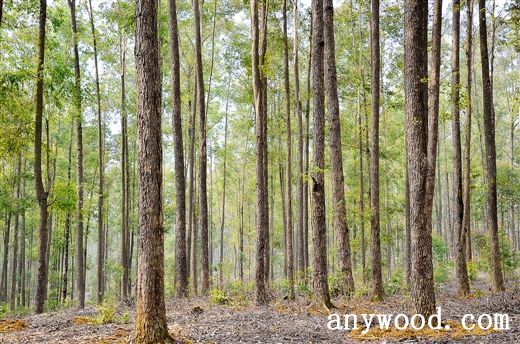 批木网 anywood.com