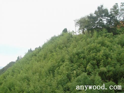 批木网 anywood.com