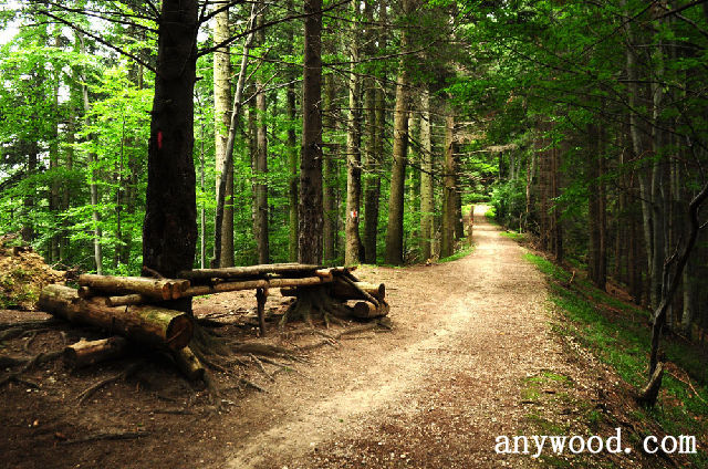 批木网 anywood.com