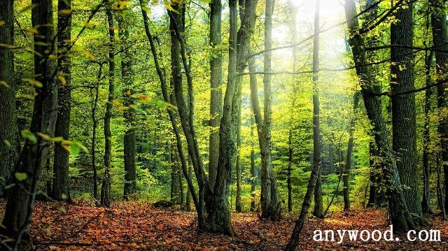 批木网 anywood.com