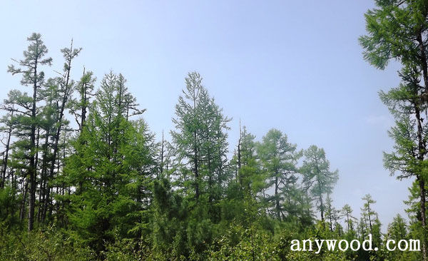批木网 anywood.com