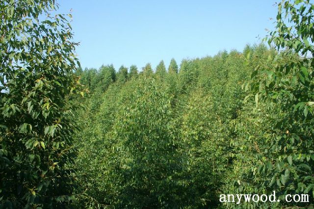 批木网 anywood.com