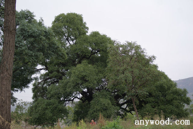 批木网 anywood.com