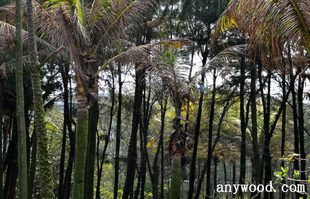 批木网 anywood.com