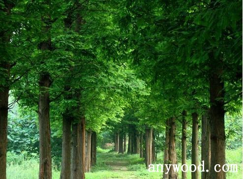 批木网 anywood.com