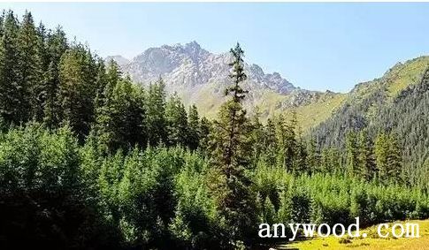 批木网 anywood.com