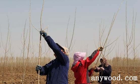 批木网 anywood.com