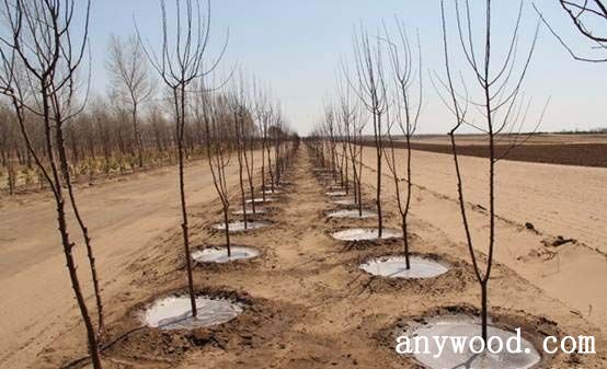 批木网 anywood.com