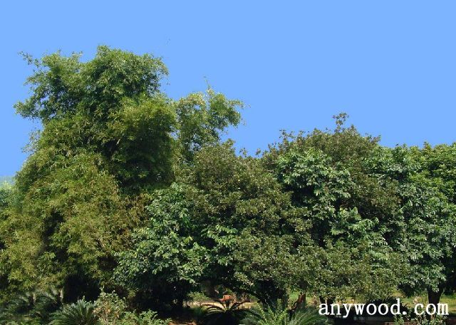 批木网 anywood.com