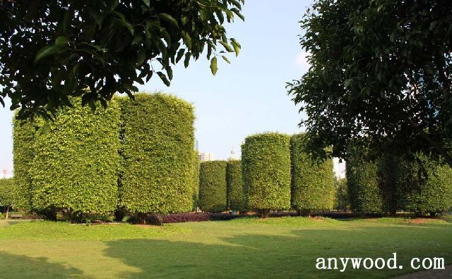 批木网 anywood.com
