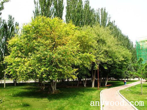 批木网 anywood.com