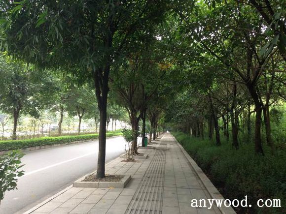 批木网 anywood.com