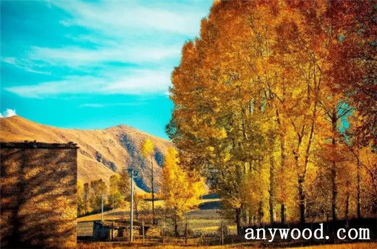 批木网 anywood.com