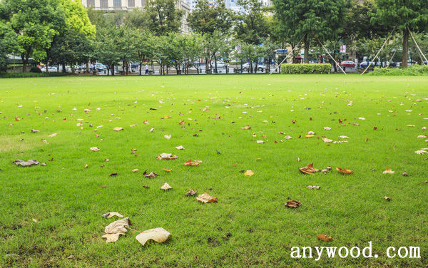 批木网 anywood.com