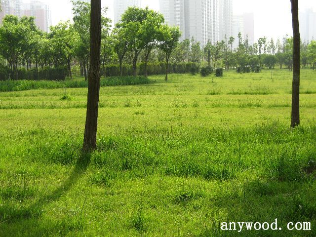 批木网 anywood.com