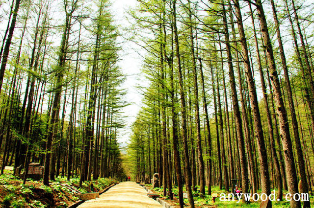 批木网 anywood.com