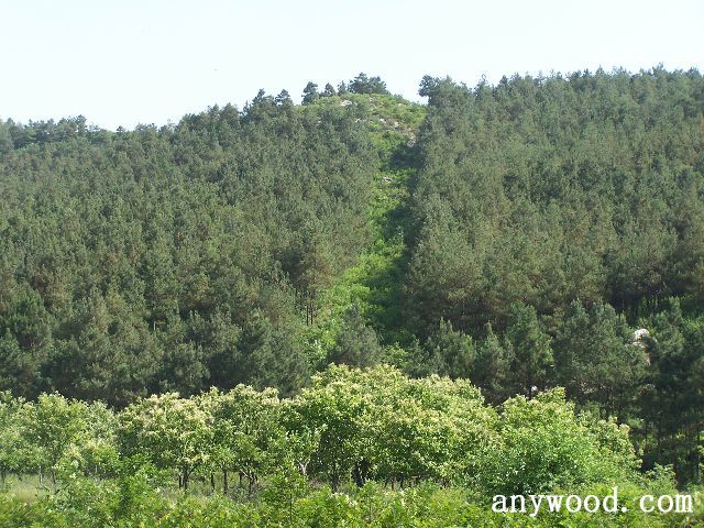 批木网 anywood.com