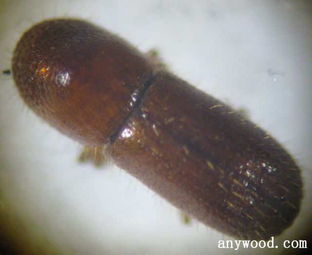 批木网 anywood.com