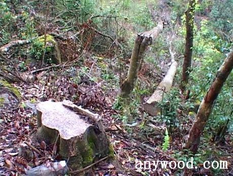 批木网 anywood.com