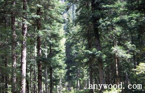批木网 anywood.com