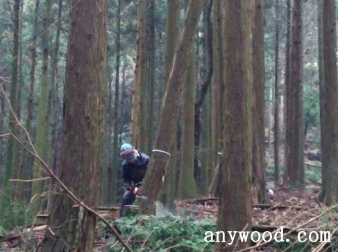 批木网 anywood.com