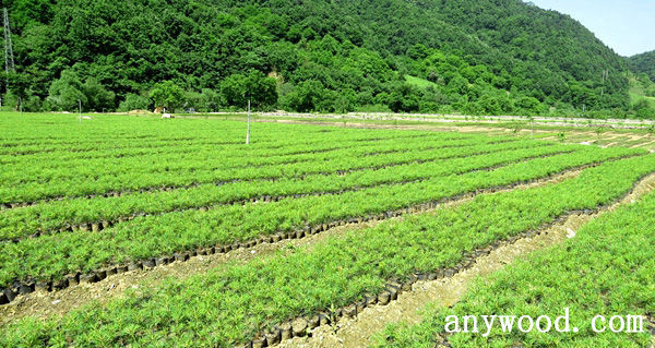 批木网 anywood.com