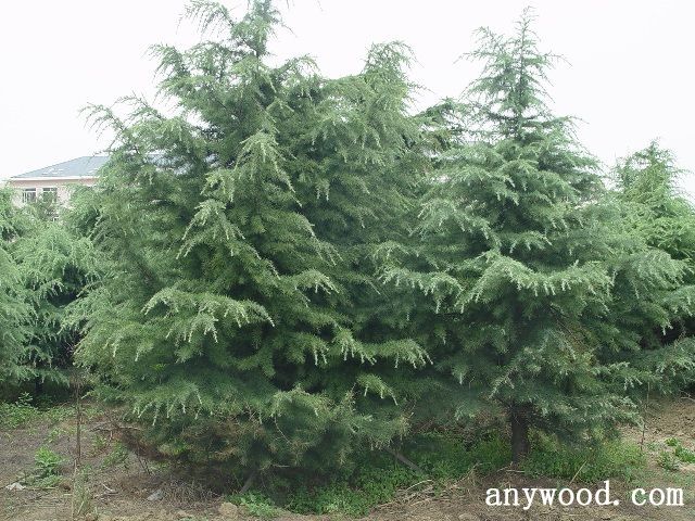 批木网 anywood.com