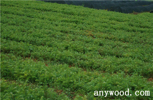 批木网 anywood.com