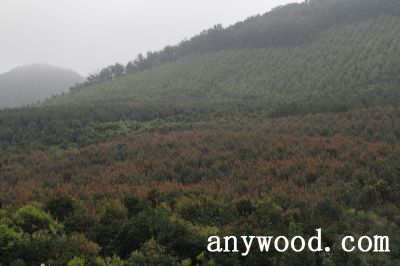 批木网 anywood.com