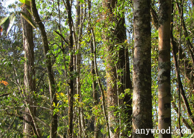 批木网 anywood.com