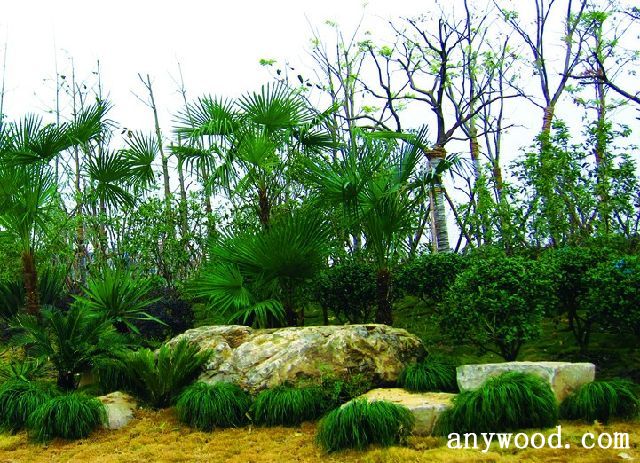 批木网 anywood.com