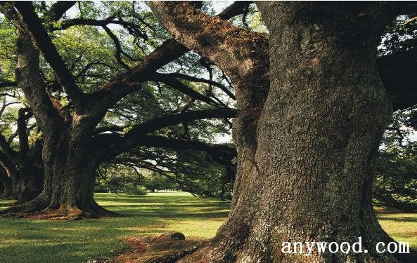 批木网 anywood.com