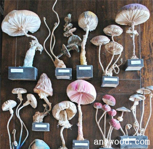 批木网 anywood.com