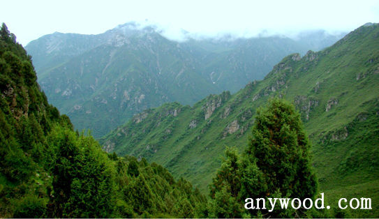 批木网 anywood.com