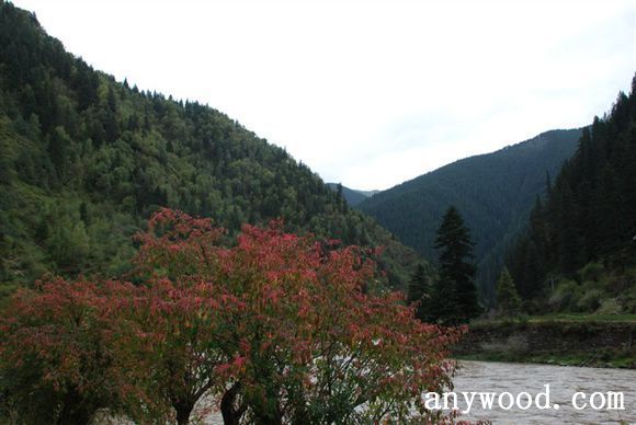 批木网 anywood.com