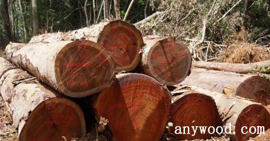 批木网 anywood.com