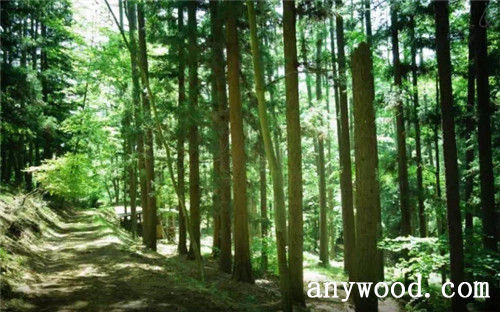 批木网 anywood.com