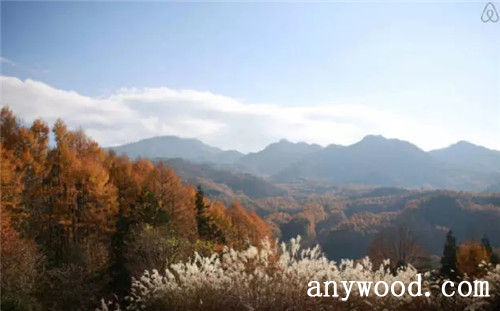 批木网 anywood.com