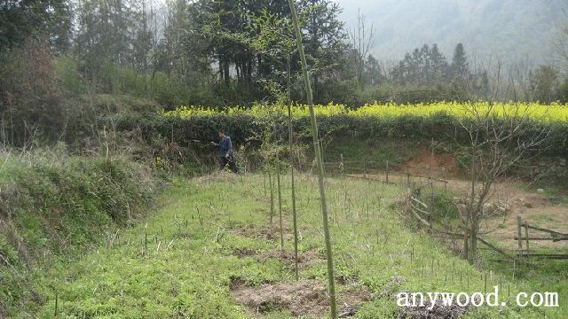 批木网 anywood.com