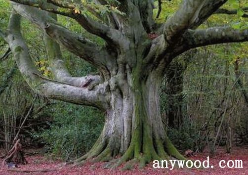 批木网 anywood.com